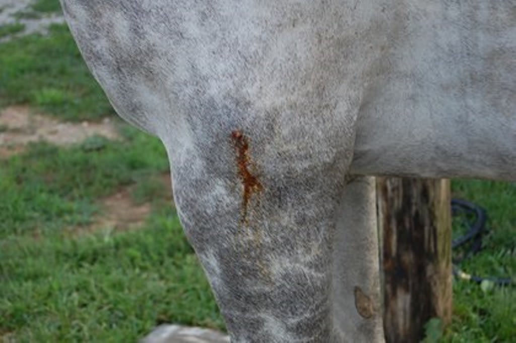 3 Common Horse Injuries And How To Treat Them Fauna Care